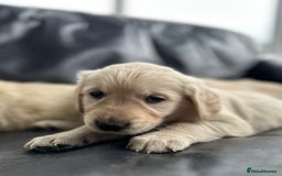 Golden Retriever dogs for sale: Beautiful Golden Retriever Puppies  - Image 24