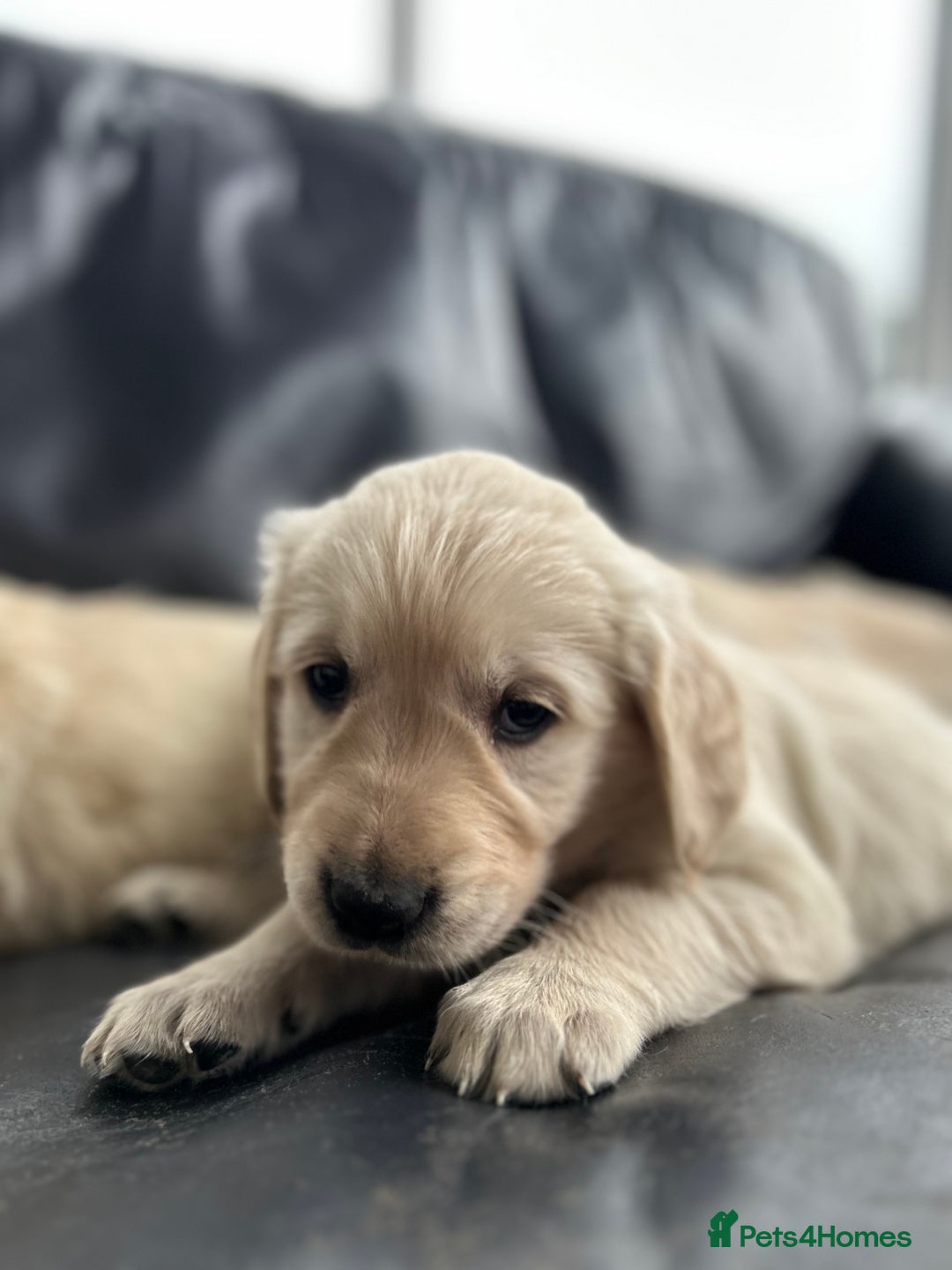Golden Retriever dogs for sale: Beautiful Golden Retriever Puppies  - Image 24