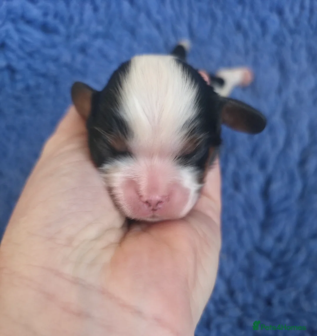 Cavalier King Charles Spaniel dogs for sale: KC Cavalier King Charles puppies - Advert 18