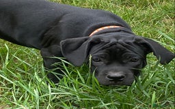 Cane Corso dogs for sale: Big Pure Cane Corso Puppies Ready Now!  - Image 3