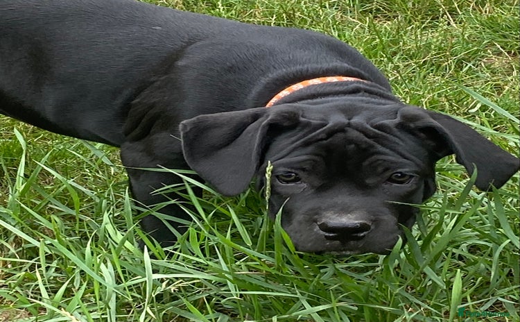 Cane Corso dogs - Advert 6