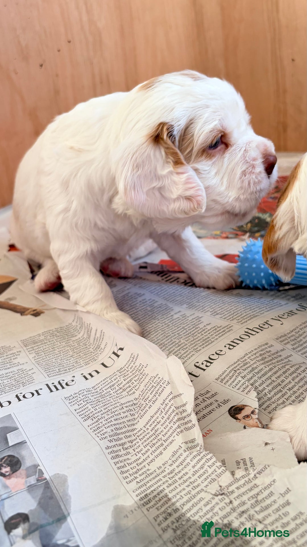 Clumber Spaniel dogs for sale: Clumber Spaniel Puppies For Sale  - Advert 11