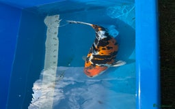 Koi Carp fish for sale: Various koi carp for sale  - Image 30