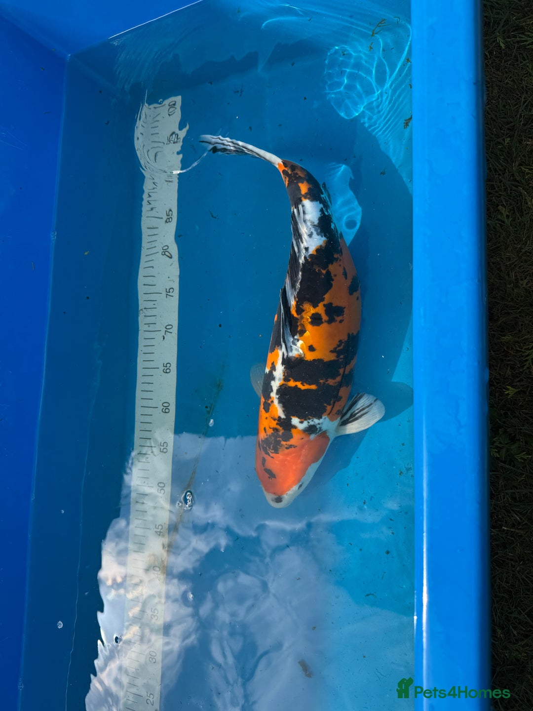 Koi Carp fish for sale: Various koi carp for sale  - Image 30