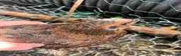 Quail poultry for sale: Amazing selection of celedon quail - Advert 3
