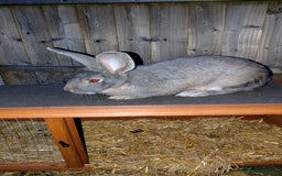 Continental Giant rabbits for sale: Beautiful continental giants bunnies - Image 7