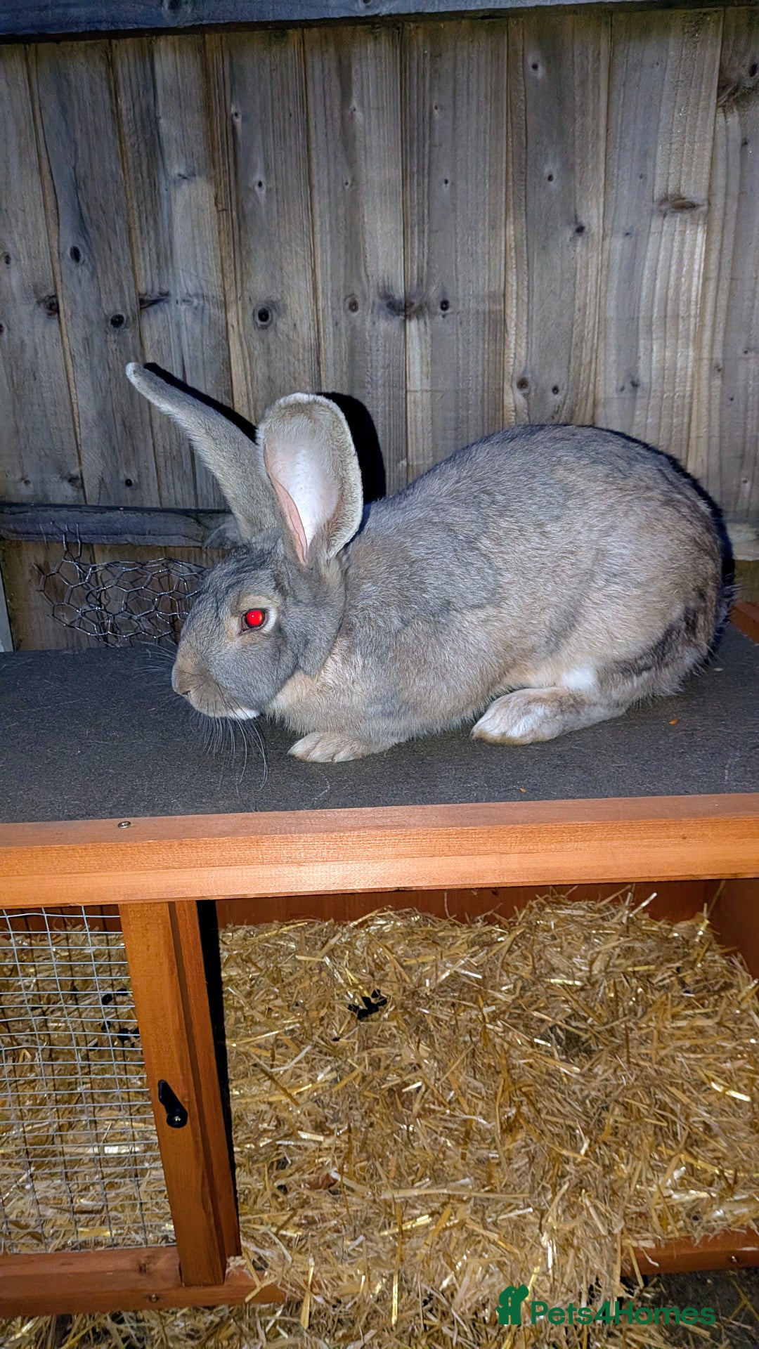 Continental Giant rabbits for sale: Beautiful continental giants bunnies - Image 7