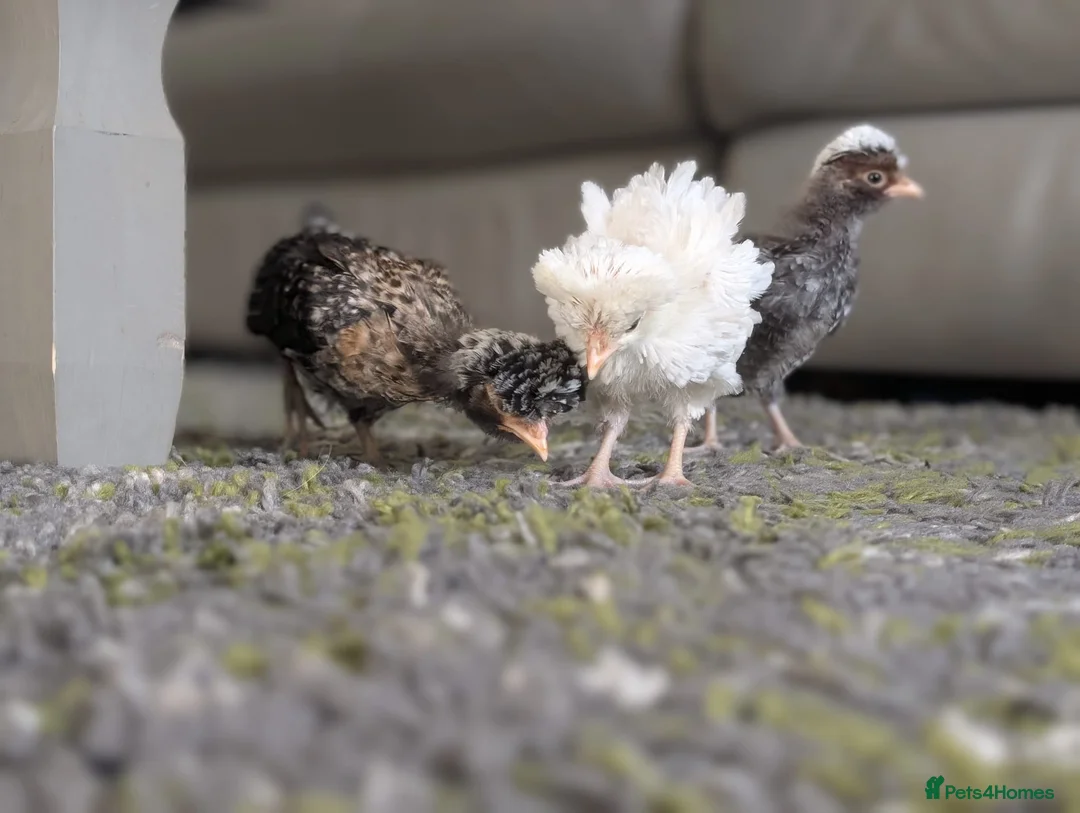 Chickens poultry for sale: POLISH BANTAM FRIZZLES 💛 in Northampton - Advert 13