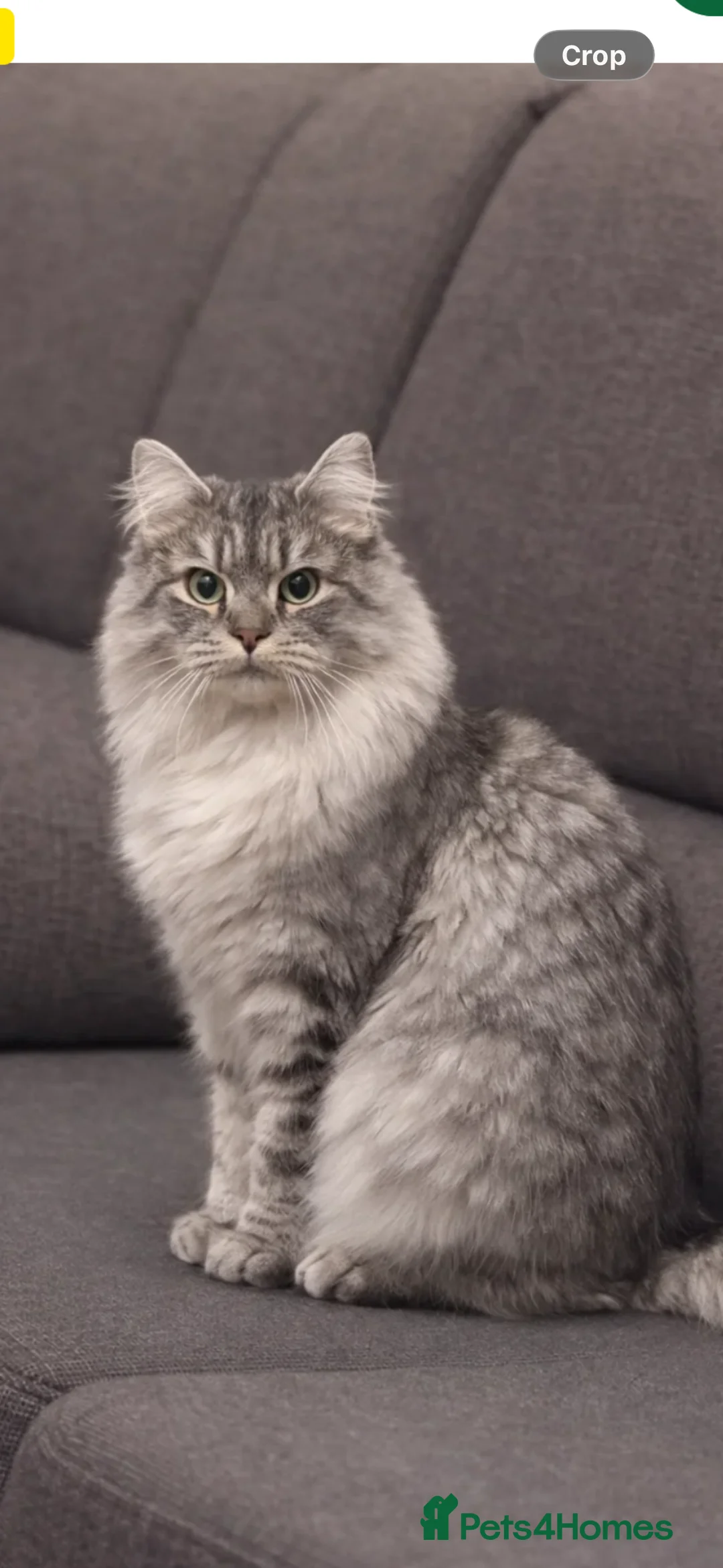 British Longhair cats for sale: Baloo - Advert 1