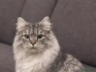 British Longhair cats Baloo - Advert 2