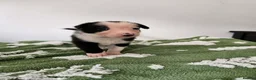 Border Collie dogs for sale: Border Collie Puppies - Advert 2