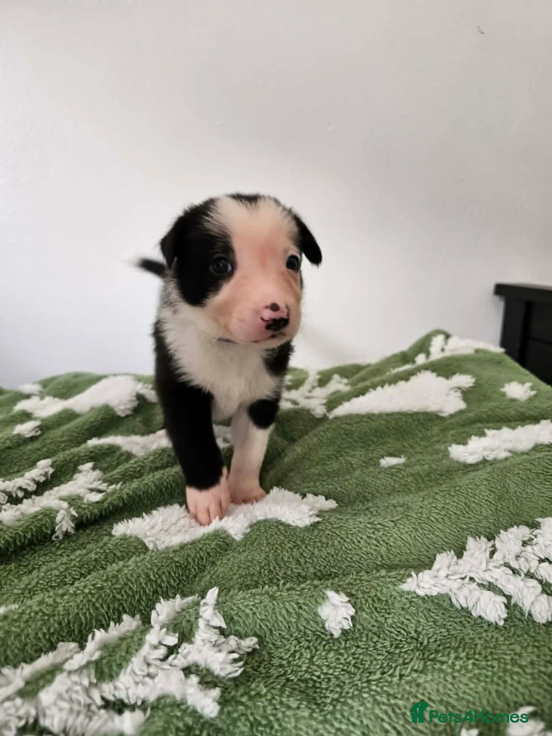 Border Collie dogs for sale: Border Collie Puppies - Advert 2