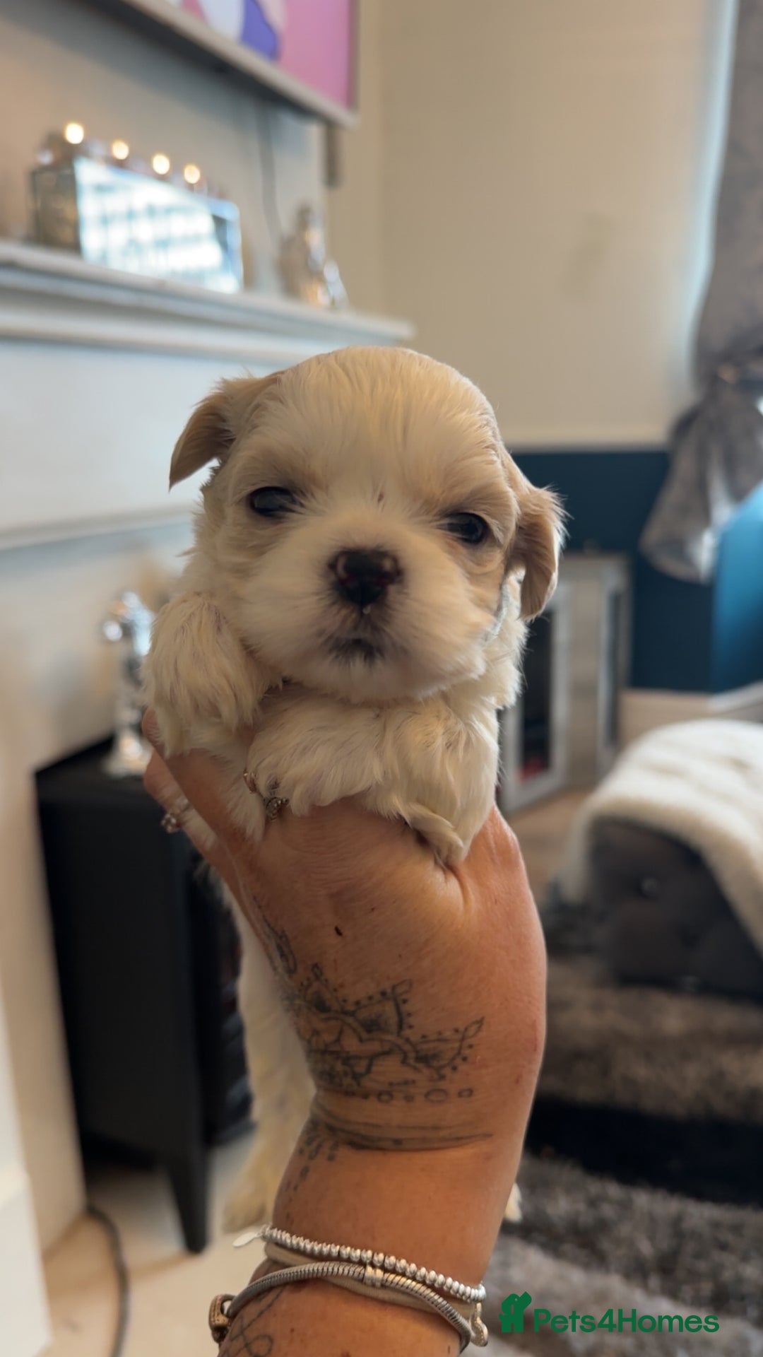 Shih Tzu dogs for sale: Stunning imperial shih tzu puppies  - Advert 2