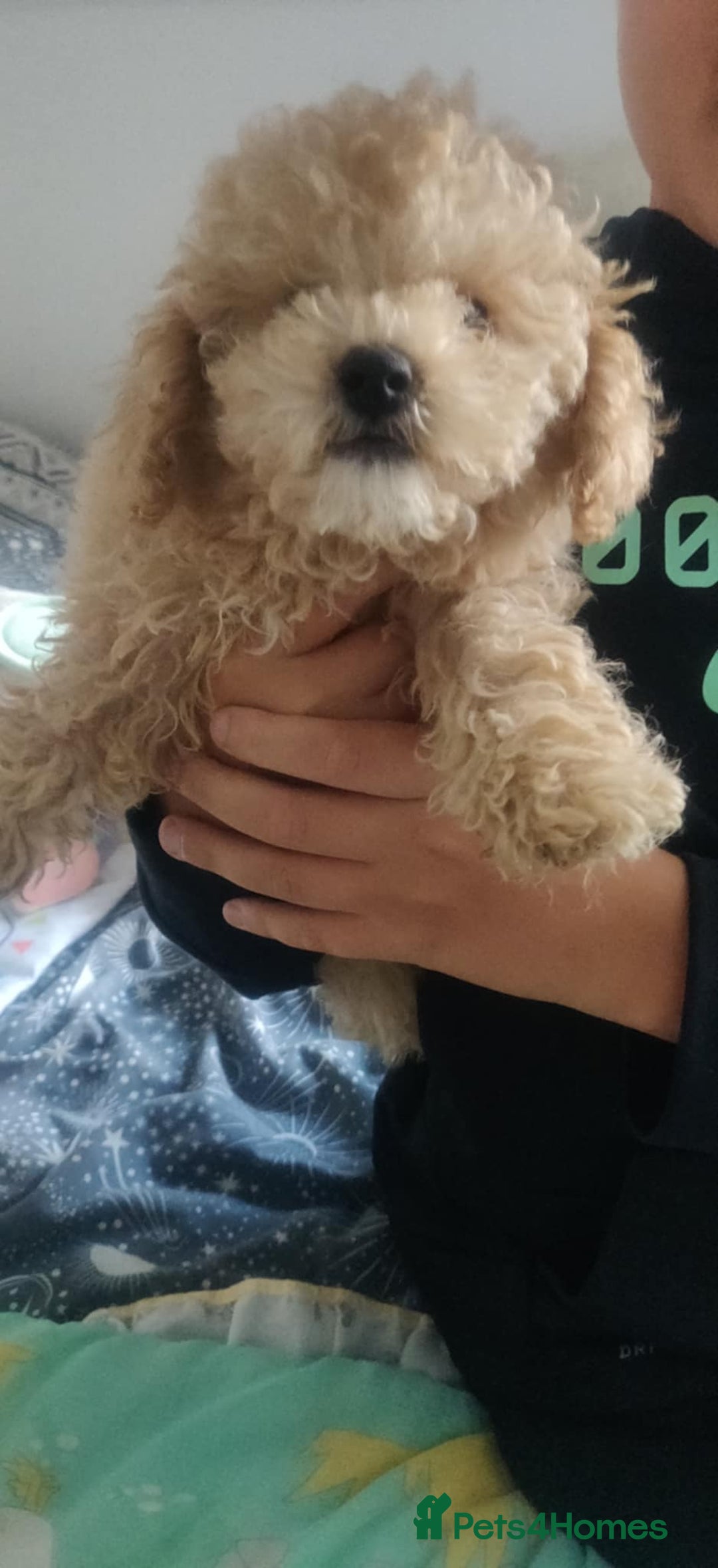 Maltipoo dogs for sale: Beautiful maltipoo puppys - Image 2