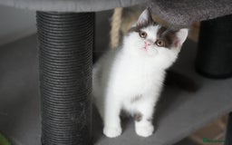 British Shorthair cats for sale: Health tested and registered Chocolate BSH - Image 14
