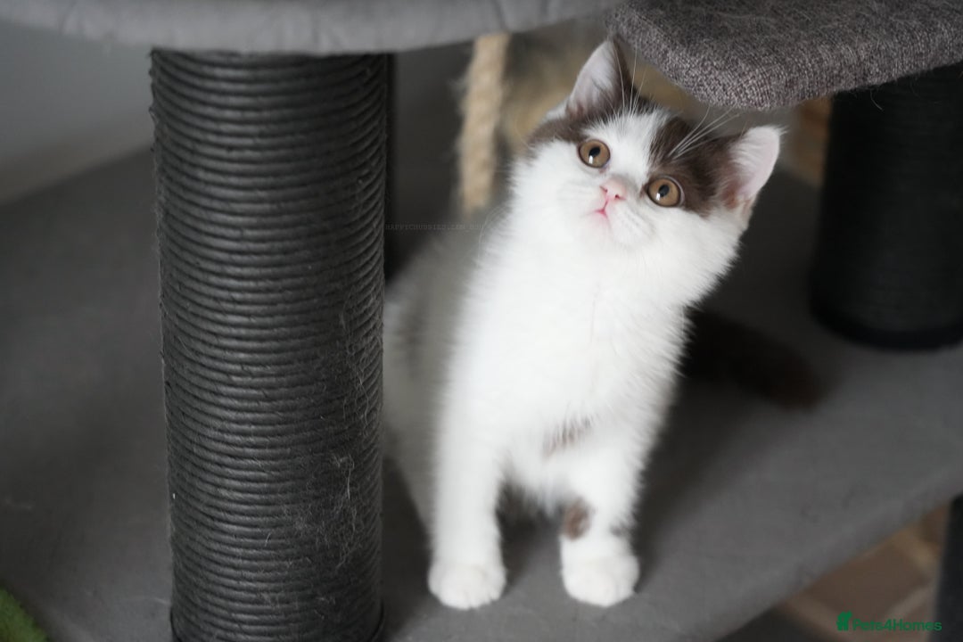 British Shorthair cats for sale: Health tested and registered Chocolate BSH - Image 14