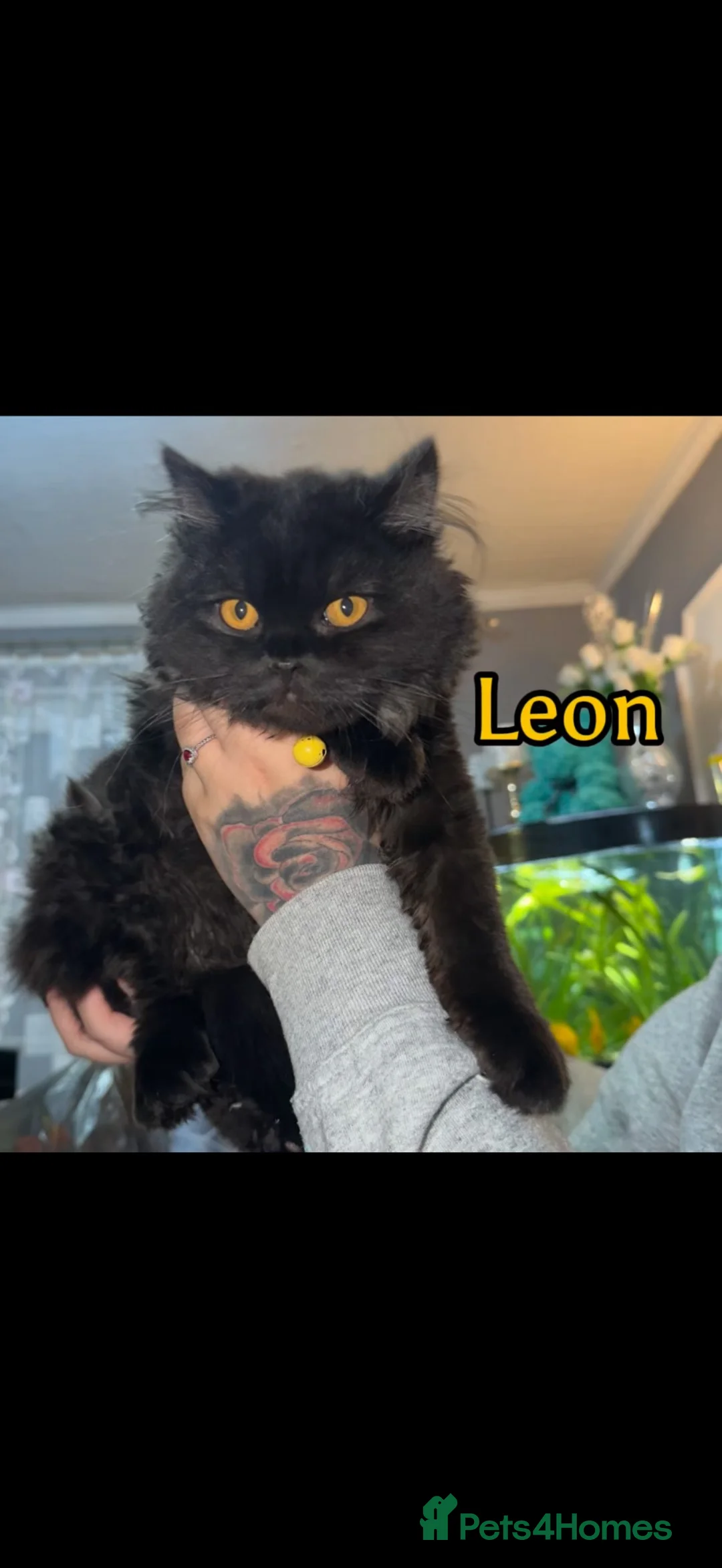 British Longhair cats for sale: British long hair  - Advert 1