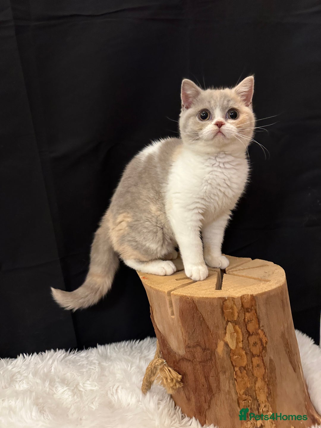 British Shorthair cats for sale: 💗 Gorgeous Full Pedigree BSH Trusted Breeder 💗 - Image 33