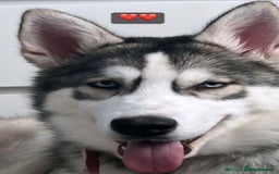 Siberian Husky dogs for sale: Siberian Husky Puppies - Image 22