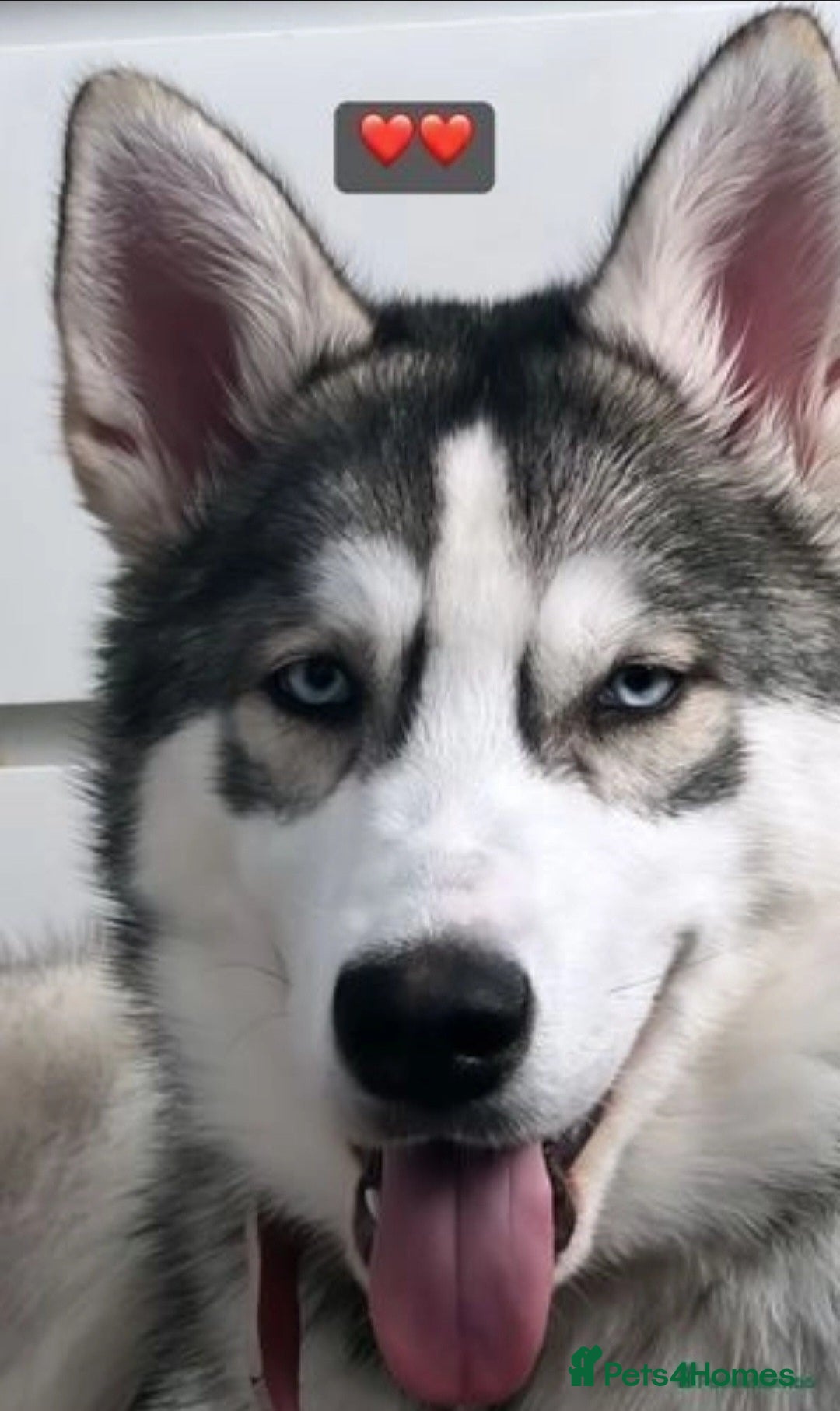 Siberian Husky dogs for sale: Siberian Husky Puppies - Image 22