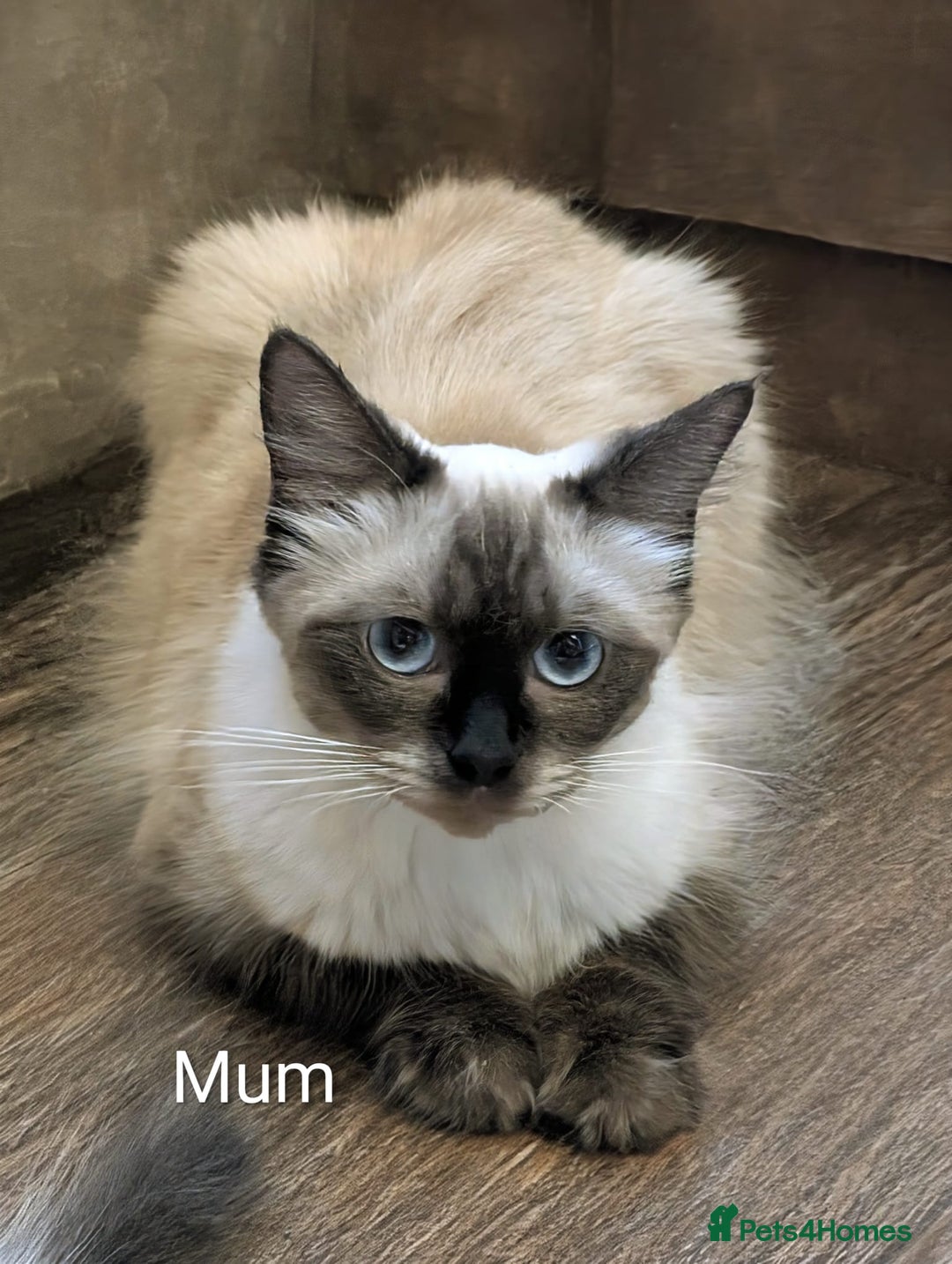 Ragdoll cats for sale: **Stunning litter of 4 ragdoll kittens** - Advert 2