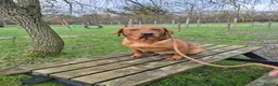 Labrador Retriever dogs for sale: Toady - Fox Red Labrador - Advert 1