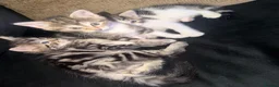 Mixed Breed cats for sale: Beautiful kittens  in Manchester - Advert 6