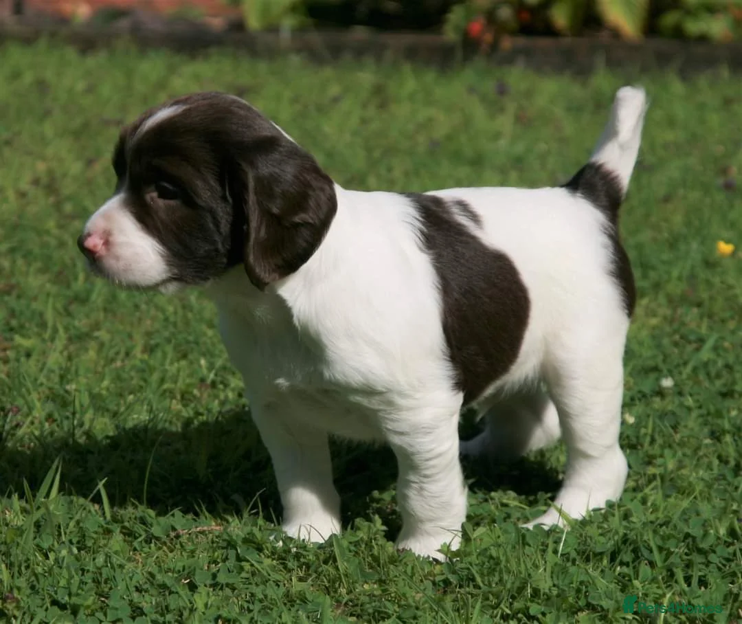 English Springer Spaniel dogs for stud: FTAW HEALTH TESTED L/WHITE SPRINGER FOR STUD in Market Drayton - Advert 9