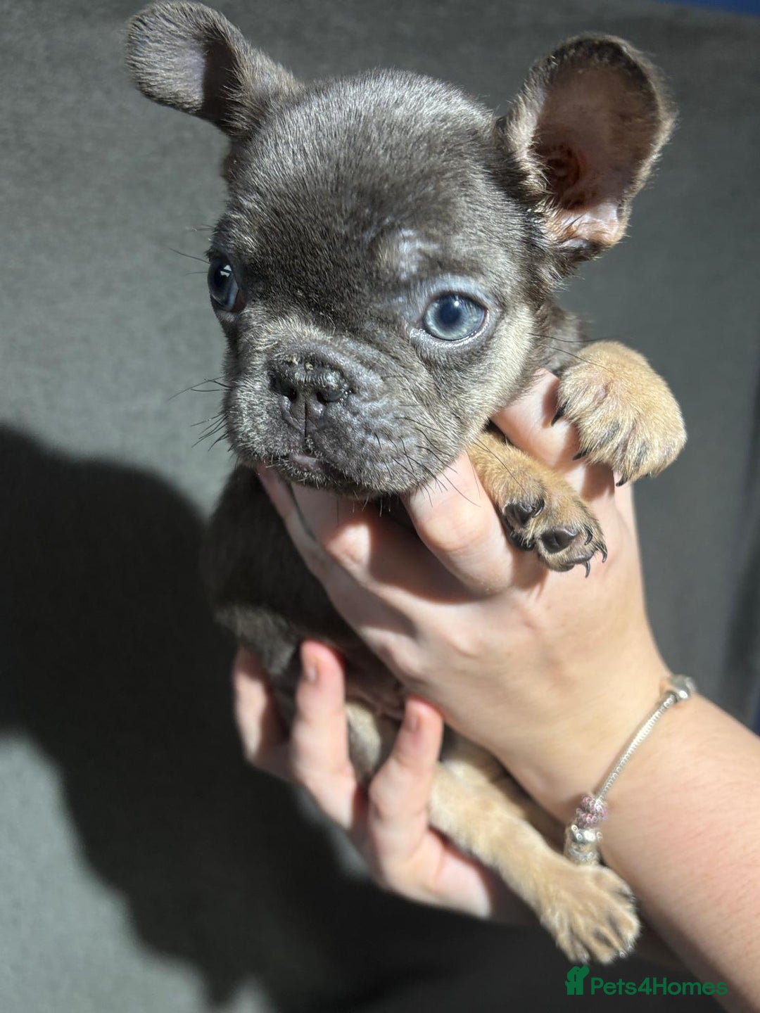 French Bulldog dogs for sale: Beautiful French bulldog puppies  - Advert 13