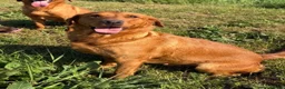 Labrador Retriever dogs for sale: FOX RED PUPPY’S - Advert 21