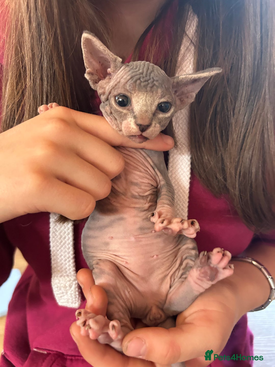 Sphynx cats for sale: Beautiful lot of Sphynx kittens from family pets - Image 10