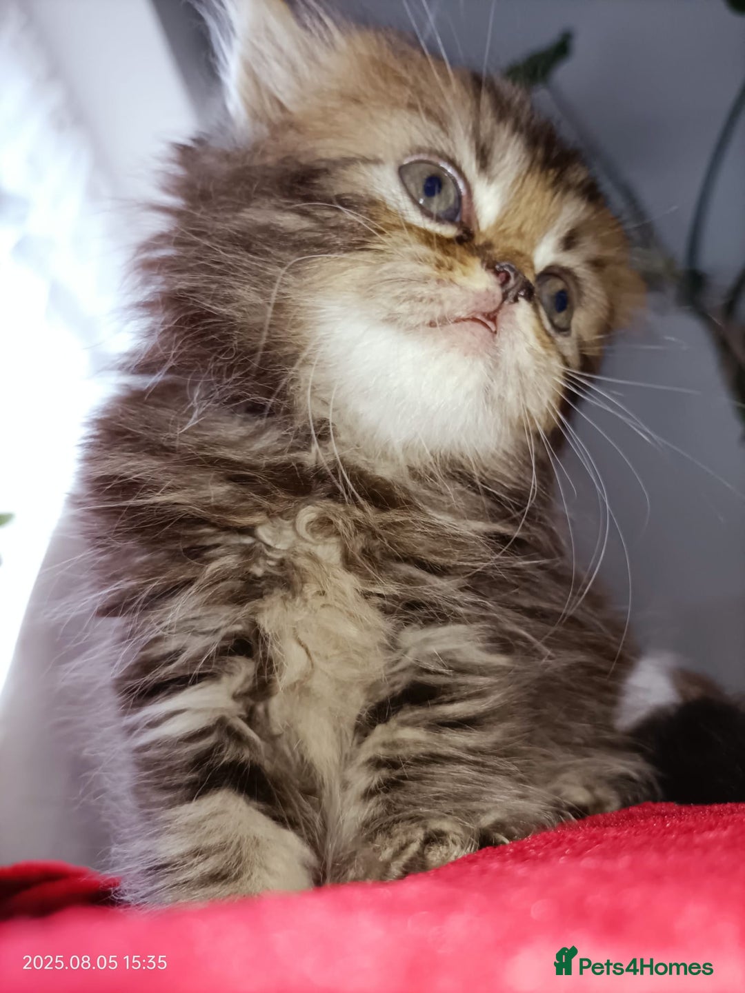 Persian cats for sale: Amazing Persian kittens  - Image 7