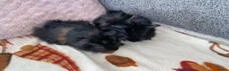 Guinea Pig rodents for sale: Twin Boy Baby Guinea Pigs  in Dudley - Advert 3