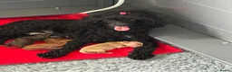 Toy Poodle dogs for sale: RKC Toy poodle in Aberdeen - Advert 11