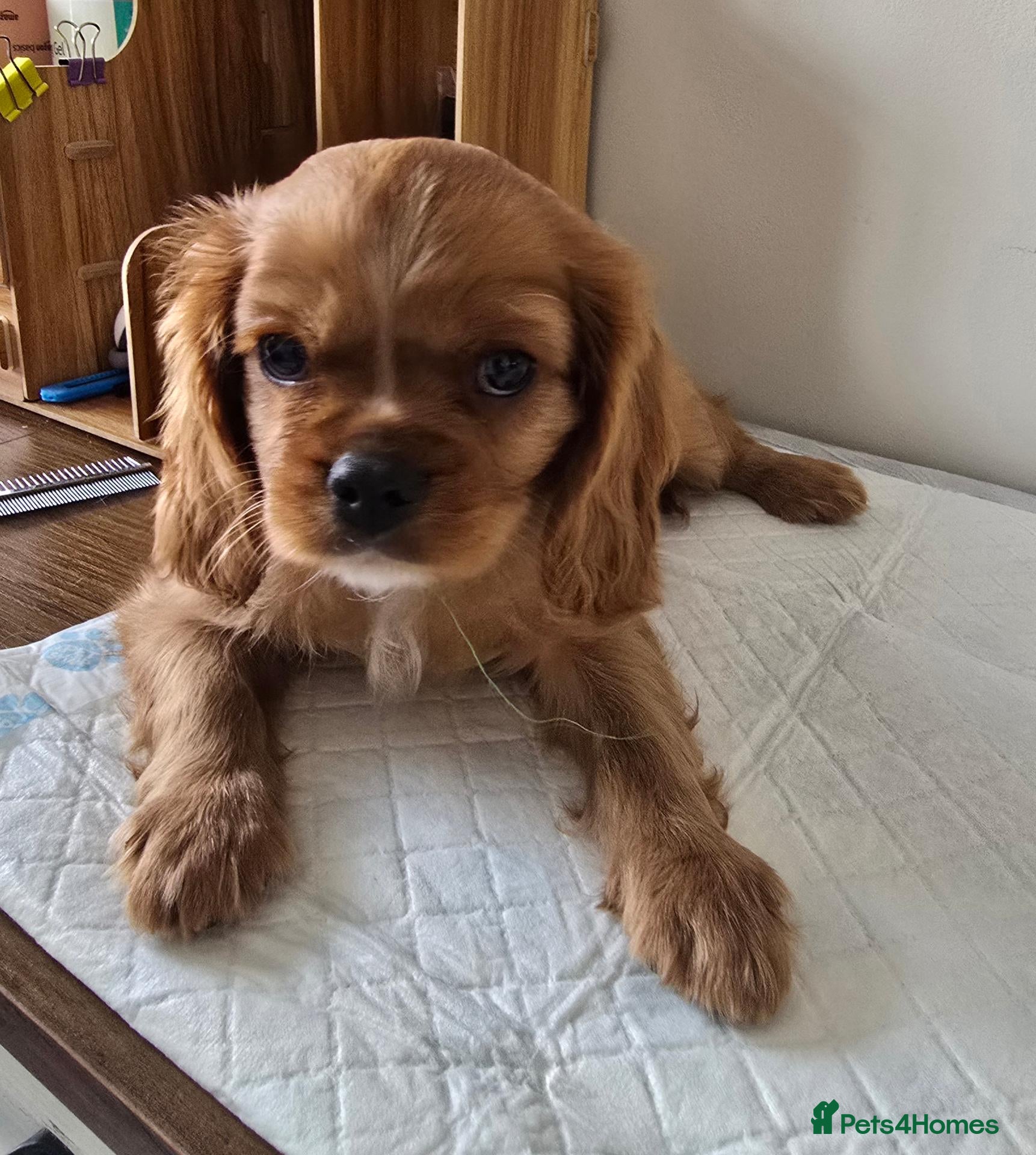 Cavalier King Charles Spaniel dogs Beautiful  Cavalier  puppies  - Advert 2