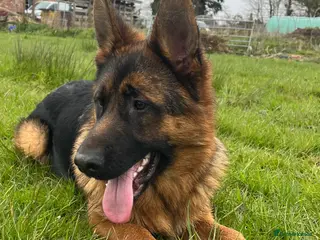 German Shepherd dogs Outstanding Vomkonstanz German Shepherd Litter - Advert 2