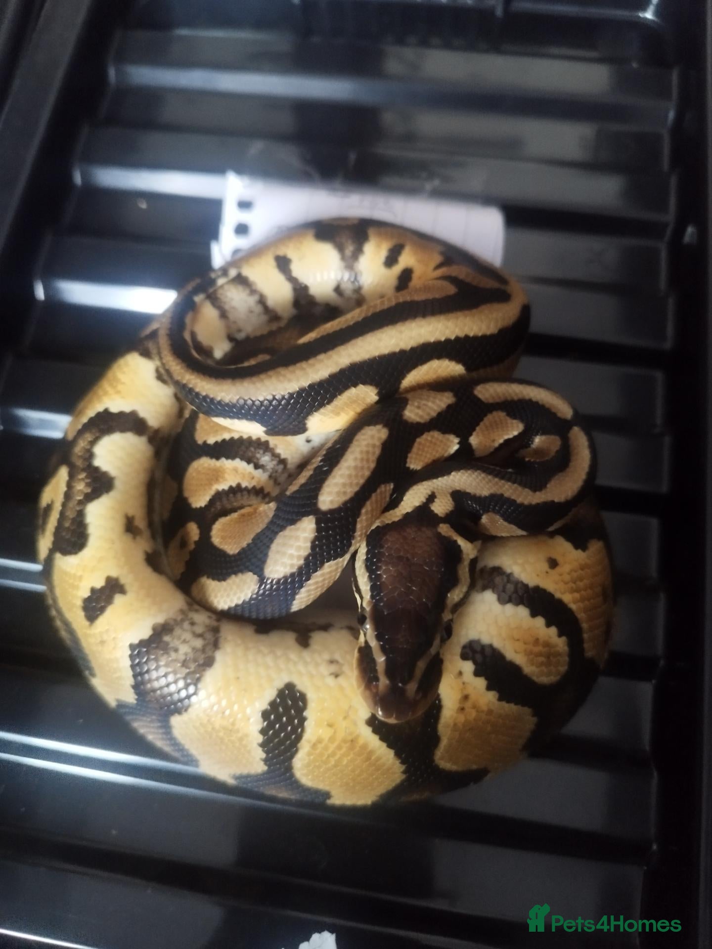 Python Snake reptiles Royal pythons last few left and corsnakes - Advert 19