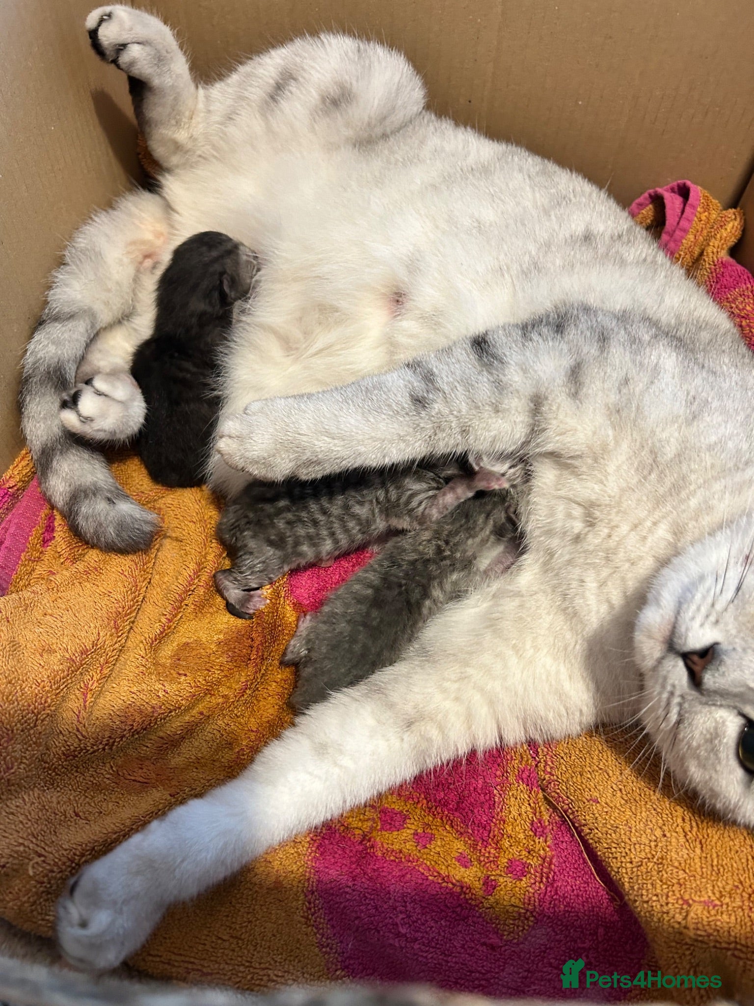 British Shorthair cats Bsh cross ragdoll kittens READY NOW! - Advert 1