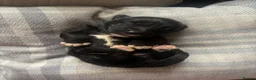 Mixed Breed dogs for sale: BEAUTIFUL MINI CORGIPOO PUPPIES  in Llanelli - Advert 35