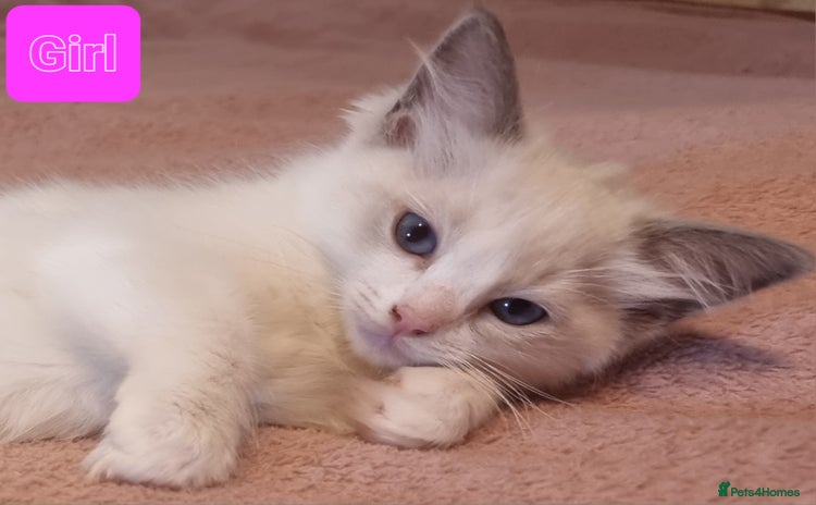 Ragdoll cats - Advert 1