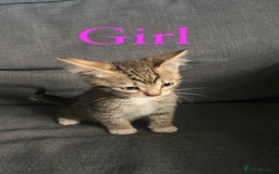 British Shorthair cats for sale: Beautiful kittens - Image 2