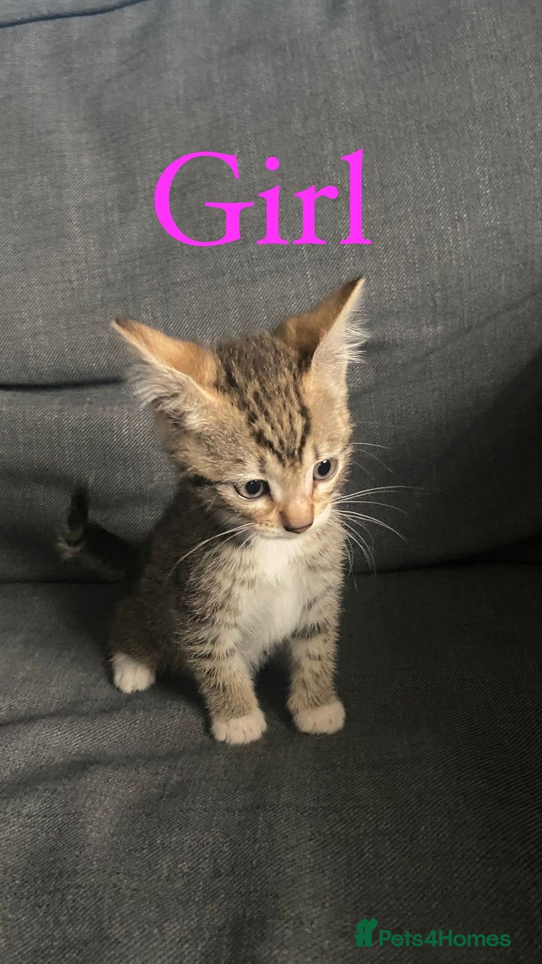 British Shorthair cats for sale: Beautiful kittens - Image 2