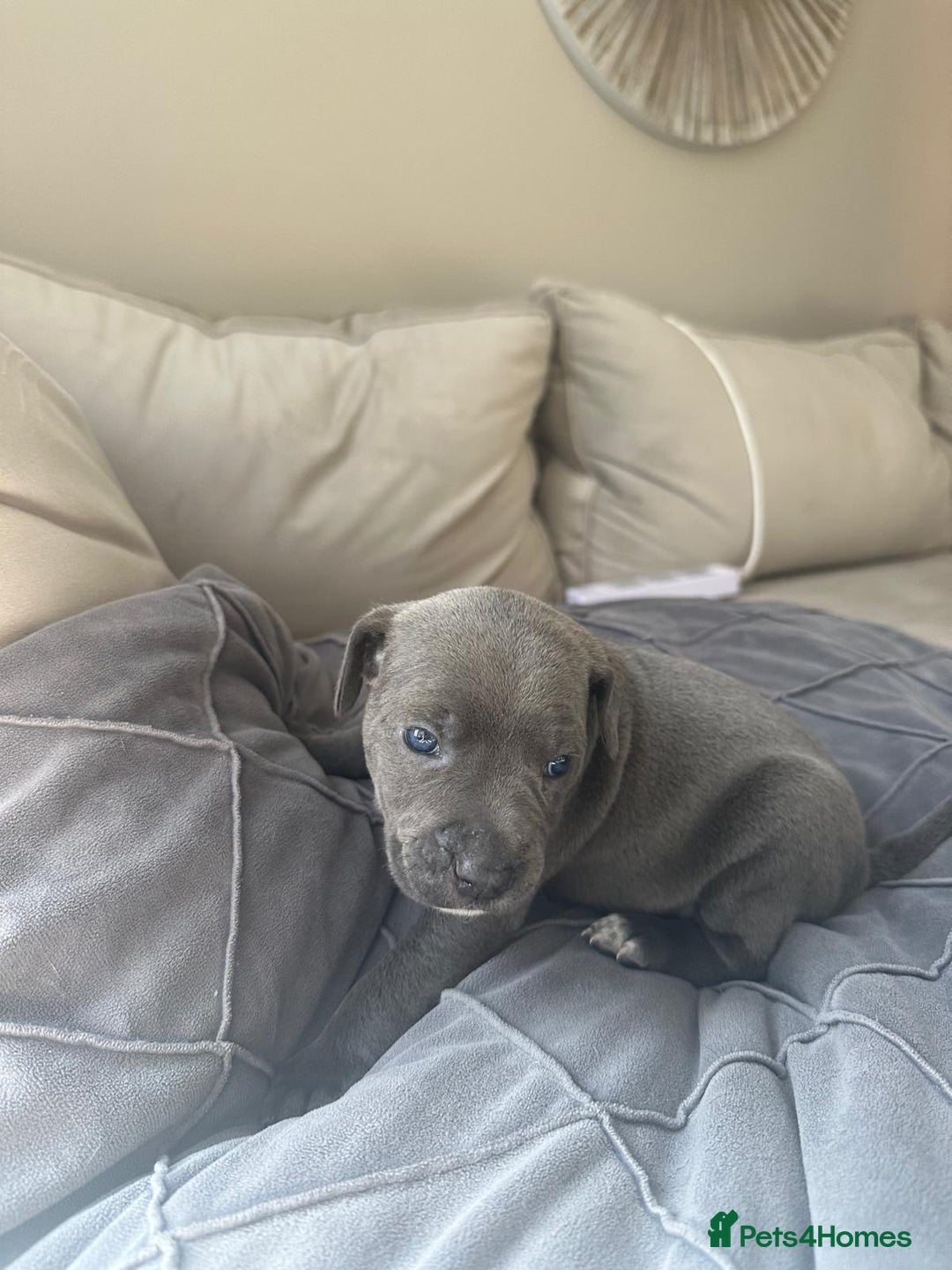 Mixed Breed dogs for sale: Staff x cane corso merle and grey pups for sale  - Image 22
