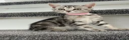 Mixed Breed cats for sale: 4 Lovely Kittens Ready To Join Your Family Today😻 - Advert 4