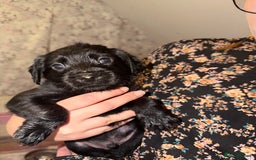 Mixed Breed dogs for sale: Labrador X Yorkshire terrier  - Image 10
