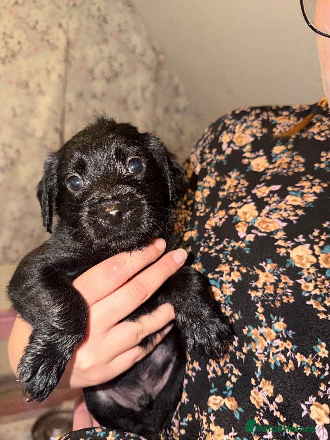 Mixed Breed dogs for sale: Labrador X Yorkshire terrier  - Image 10