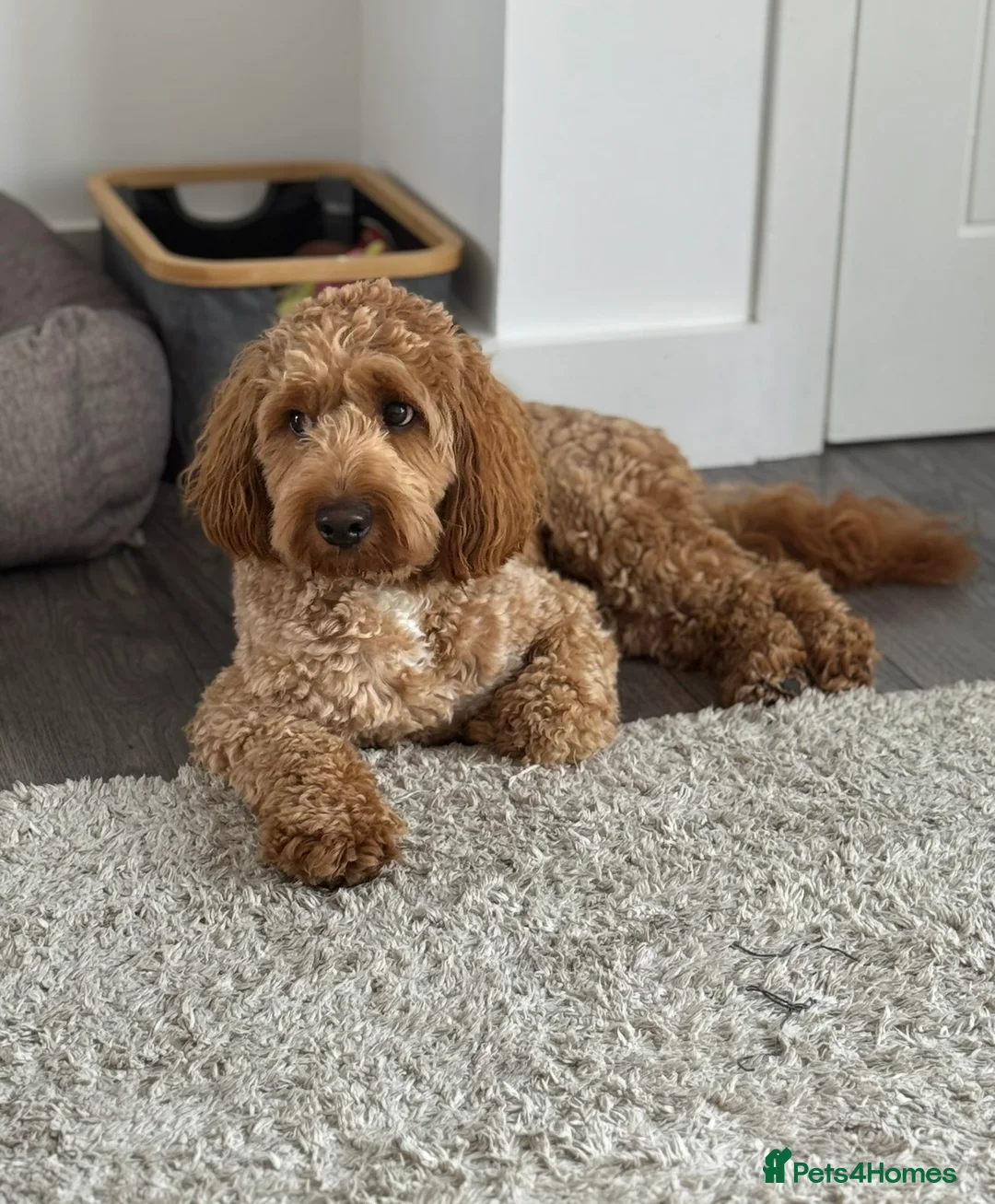 Cockapoo dogs for sale: 2yr Male Cockerpoo - Advert 4
