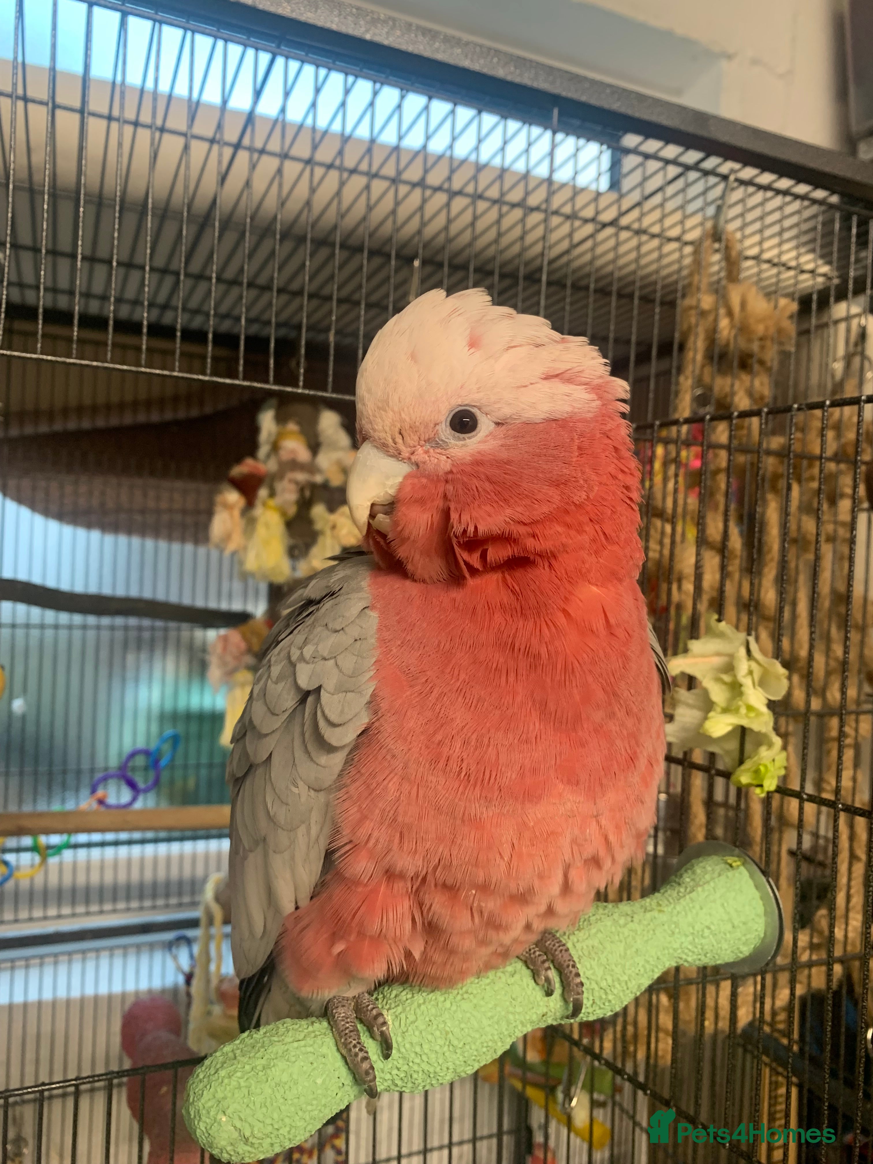 Cockatoo birds Galah cockatoo  - Advert 1