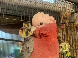 Cockatoo birds Galah cockatoo - Advert 1