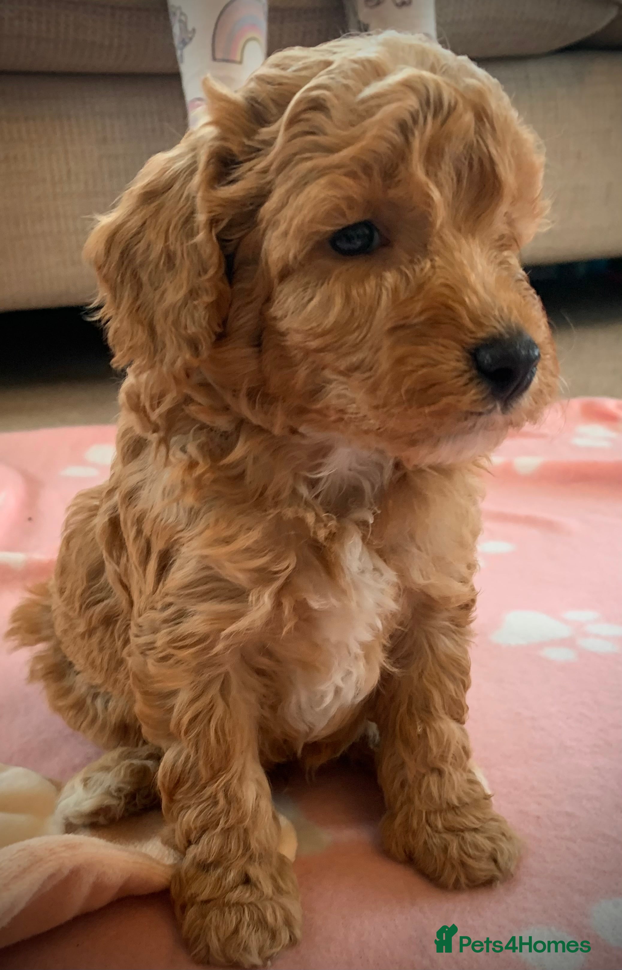 Cockapoo dogs Beautiful Cockapoo puppies - Advert 1